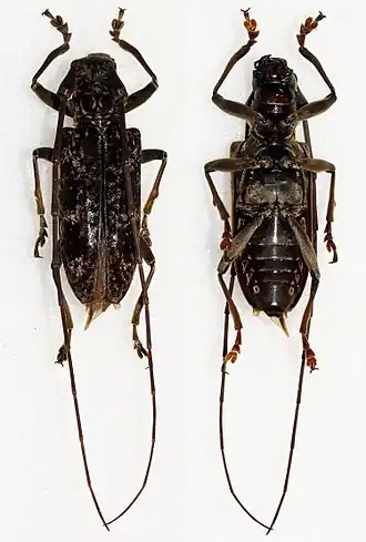 Acalolepta fuscosericea