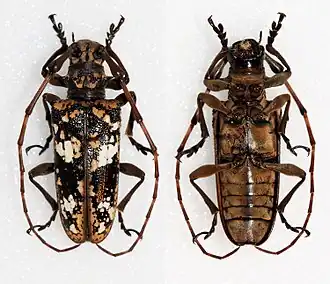 Acalolepta sumatrana