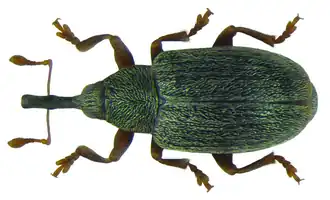 Acalyptus carpini