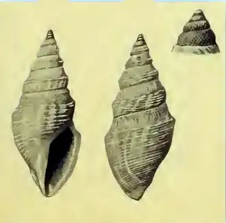 Acamptodaphne biconica