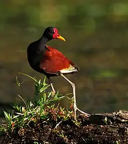 Leljacana in Ecuador