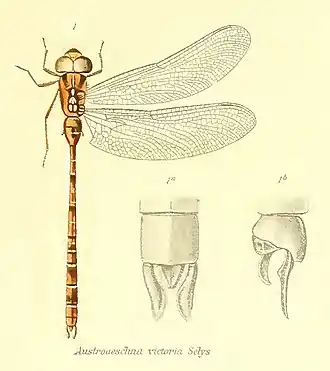 Acanthaeschna victoria