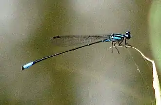 Acanthagrion quadratum