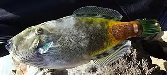 Acanthaluteres brownii