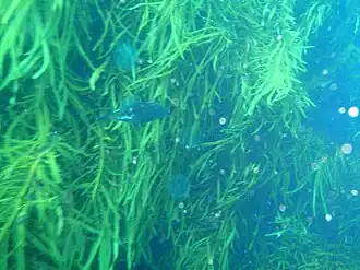 Acanthaluteres vittiger