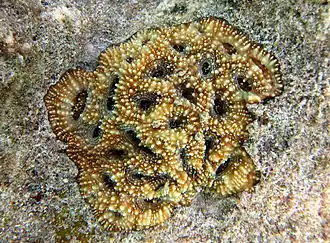 Acanthastrea echinata