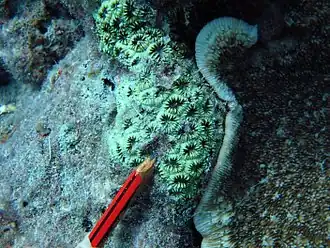 Acanthastrea regularis