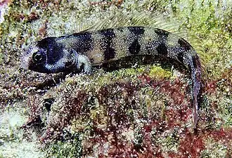 Acanthemblemaria atrata