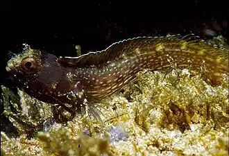 Acanthemblemaria betinensis