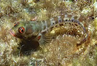 Acanthemblemaria hancocki