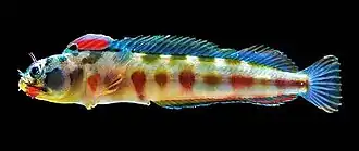 Acanthemblemaria macrospilus