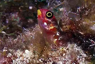 Acanthemblemaria mangognatha