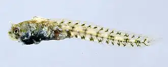 Acanthemblemaria paula