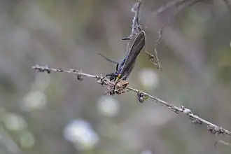 Acanthepeira stellata