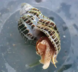 Acanthinucella spirata