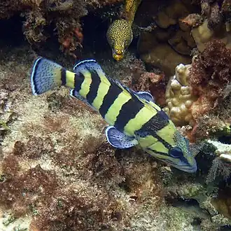 Acanthistius cinctus