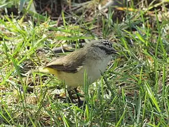 Geelstuitdoornsnavel