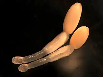 Profilicollis altmani