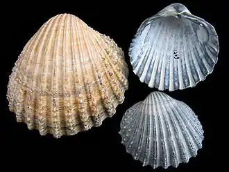 Gedoornde hartschelp