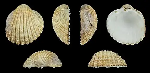 Acanthocardia echinata duregni Rechter Klep