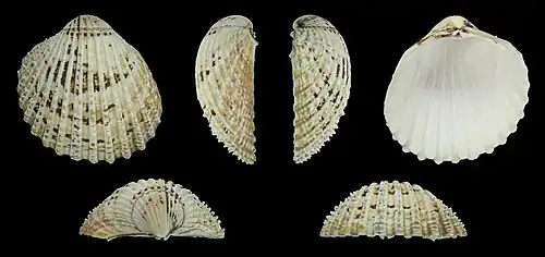 Acanthocardia echinata Linker Klep