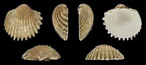 Acanthocardia echinata mucronata Rechter Klep