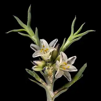 Acanthocarpus canaliculatus