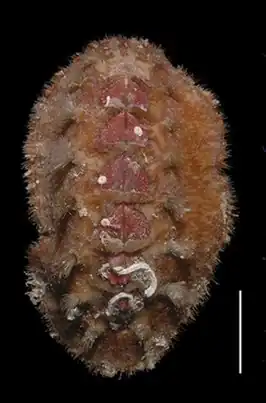 Acanthochitona hemphilli