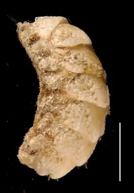 Acanthochitona roseojugum