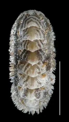 Acanthochitona zebra