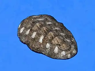 Acanthochitona bednalli