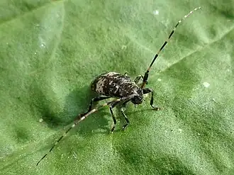 Acanthocinus griseus