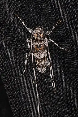 Acanthocinus princeps