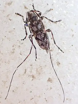 Acanthocinus pusillus