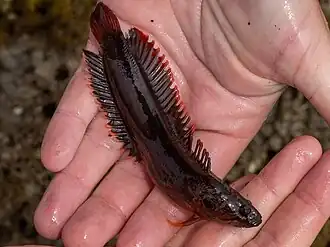 Acanthoclinus littoreus