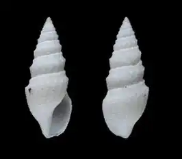 Acanthodaphne boucheti