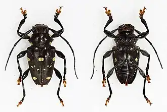 Acanthoderes daviesii