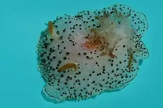 Acanthodoris rhodoceras