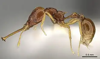 Acanthognathus brevicornis