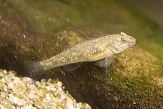 Acanthogobius lactipes