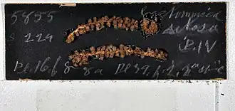 Acanthogorgia aspera