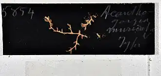 Acanthogorgia muricata