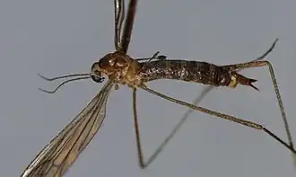 Acantholimnophila