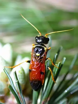 Gewone spinselbladwesp