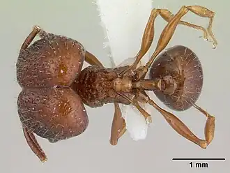 Acanthomyrmex basispinosus