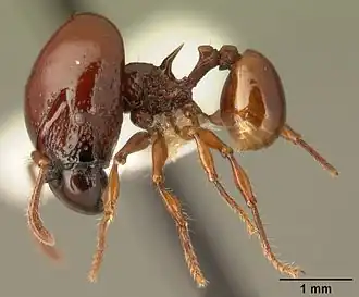 Acanthomyrmex concavus
