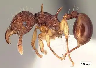 Acanthomyrmex crassispinus