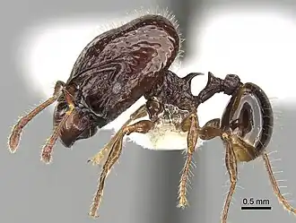 Acanthomyrmex dusun