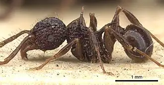 Acanthomyrmex notabilis