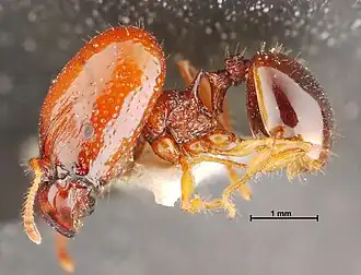 Acanthomyrmex thailandensis